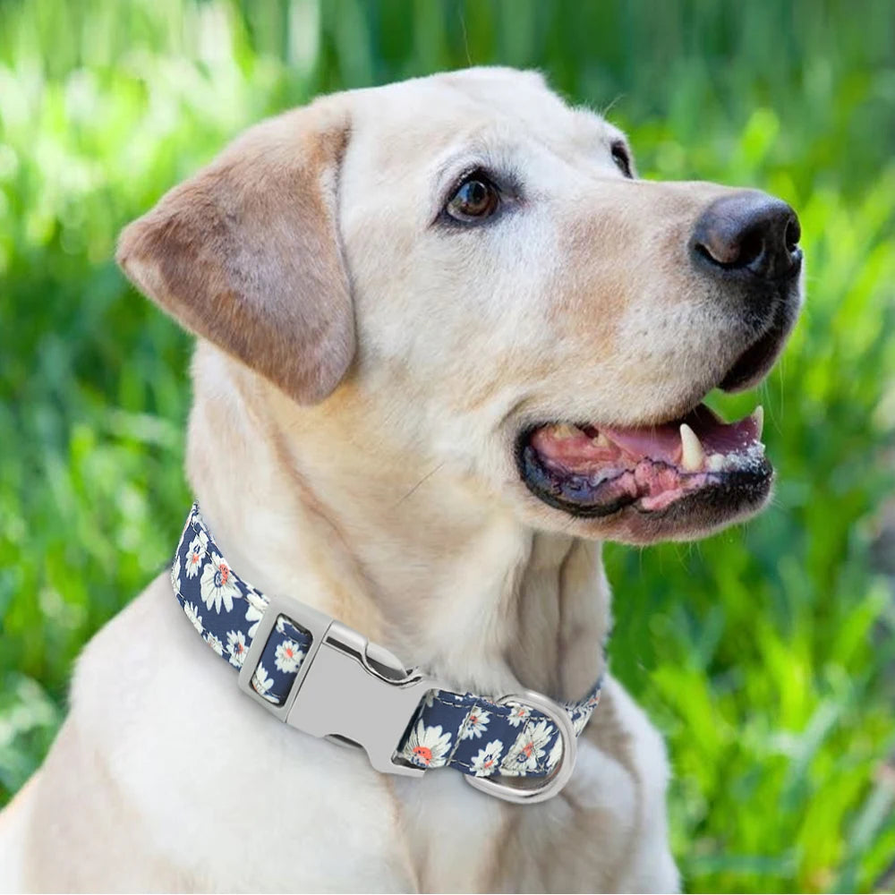 Nylon Collar