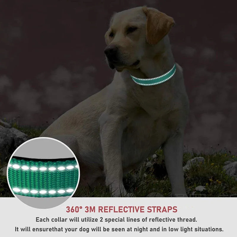 Dog Collar