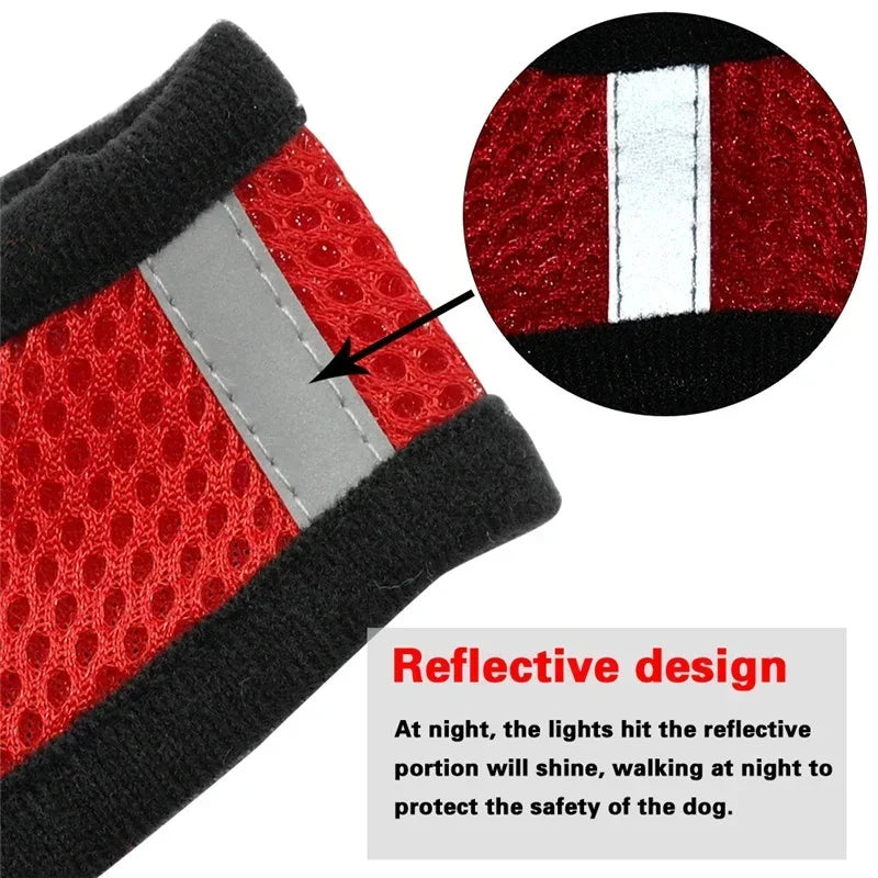 Cat Harness