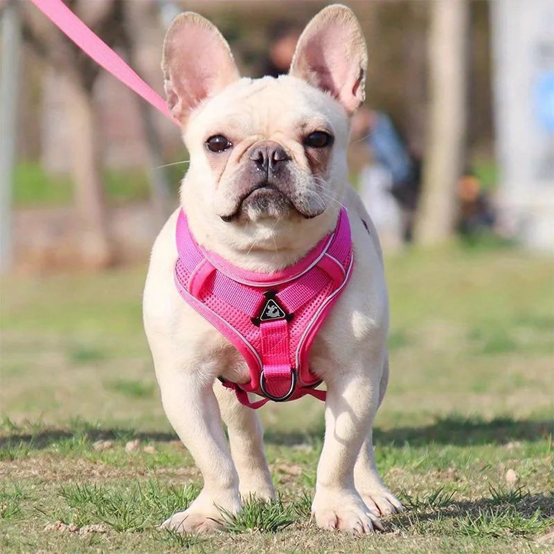 Dog Harness