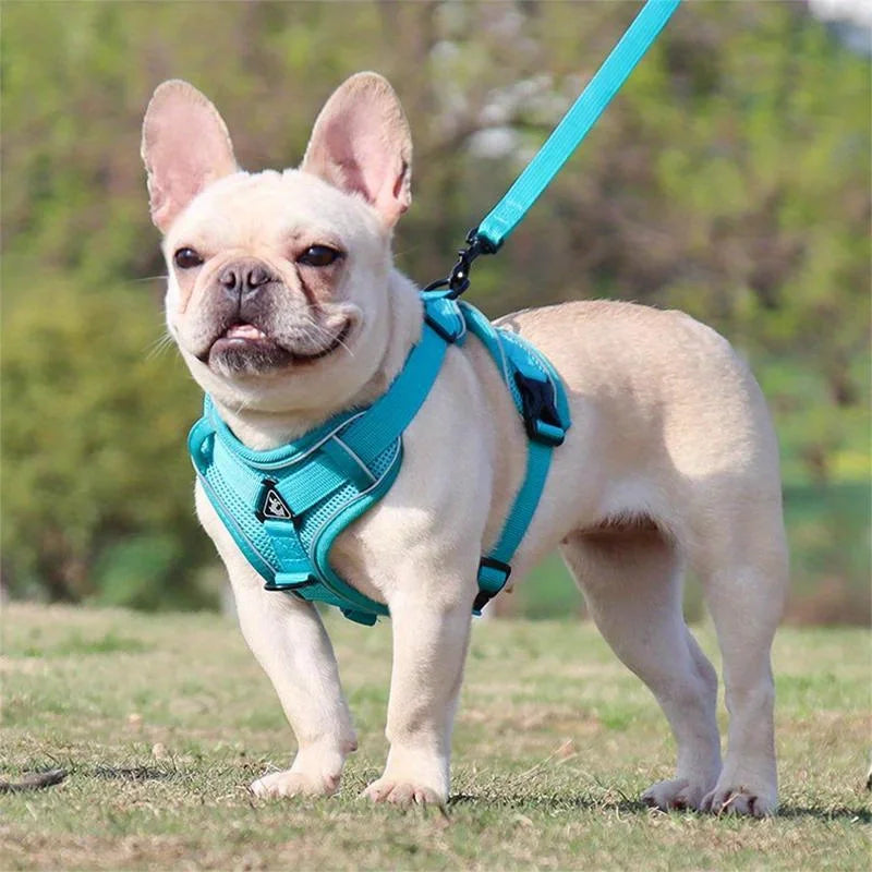 Dog Harness