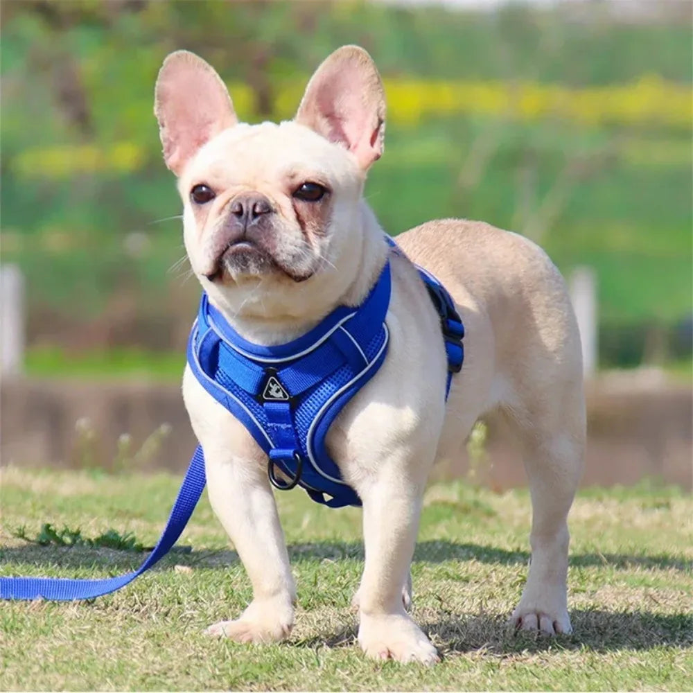 Dog Harness