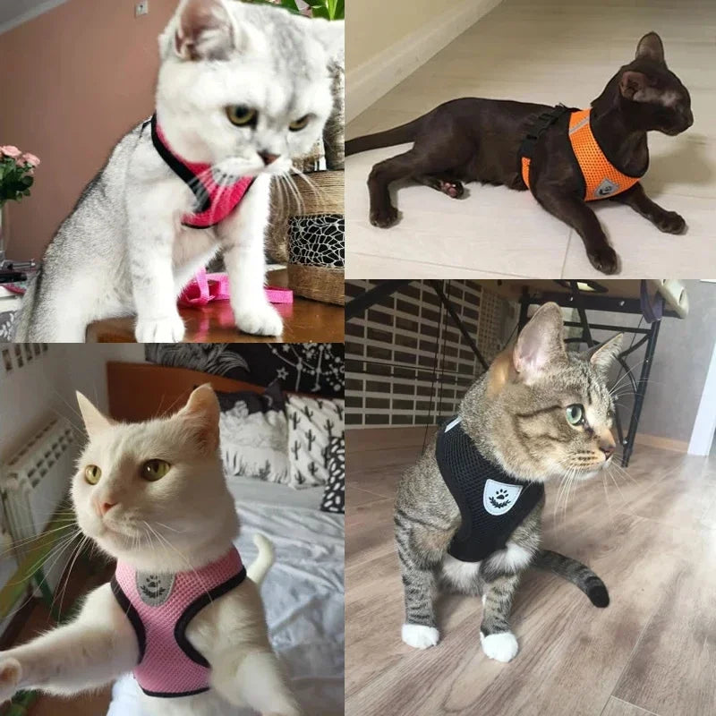 Cat Harness