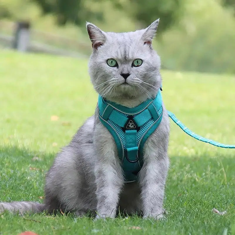Dog Harness